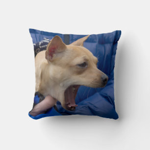Screaming Chihuahua Kudde