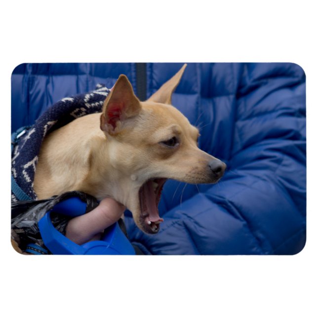 Screaming Chihuahua Magnet (Horisontell)