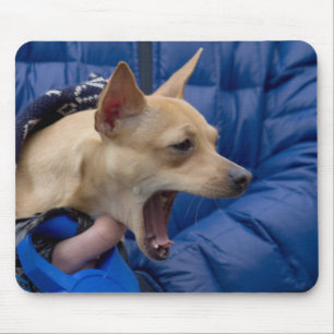 Screaming Chihuahua Musmatta