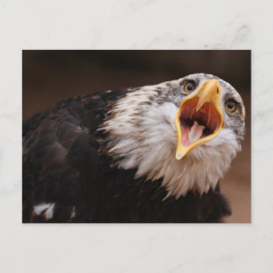 Screaming Eagle Postkort Vykort