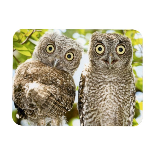 Screech Uggla Chick 2 Magnet (Horisontell)
