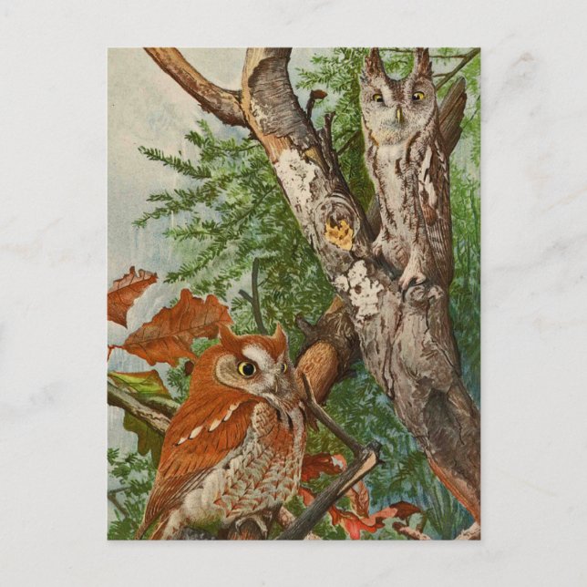 Screech Uggla (färg) Vykort (Framsida)