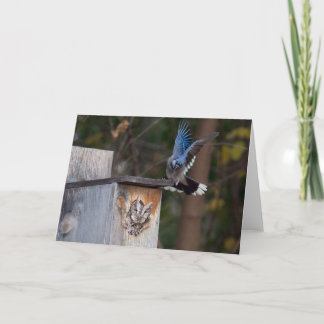 Screech-Uggla Harased av Blue Jay Kort