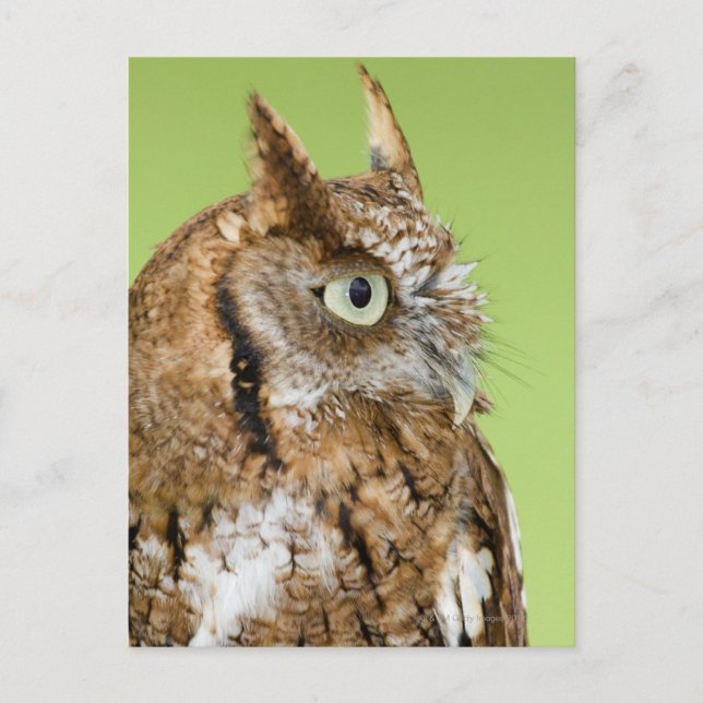 Screech uggla porträtt vykort (Framsida)