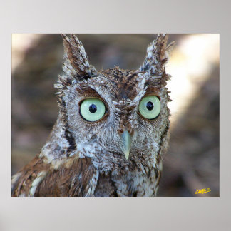 Screech Uggla Poster