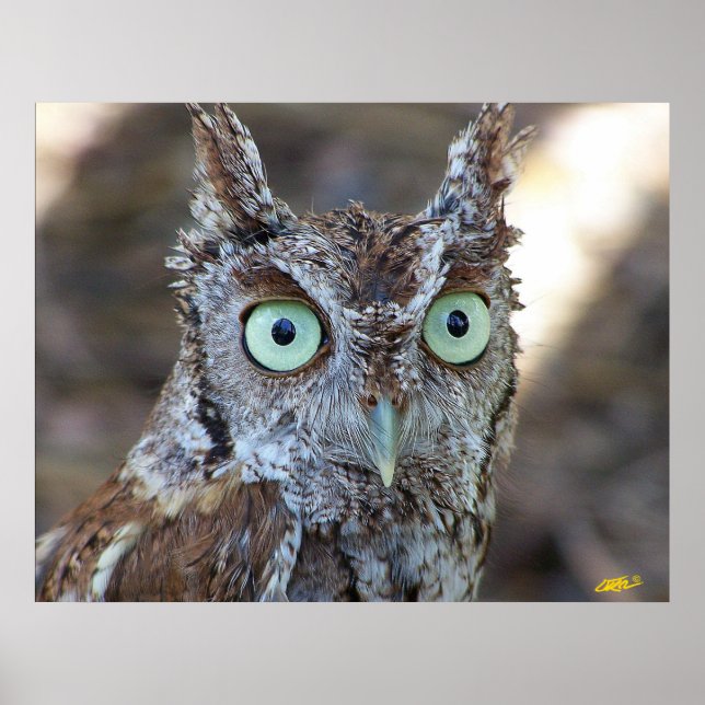 Screech Uggla Poster (Framsidan)