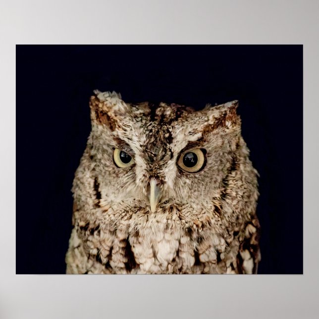 Screech Uggla Poster (Framsidan)