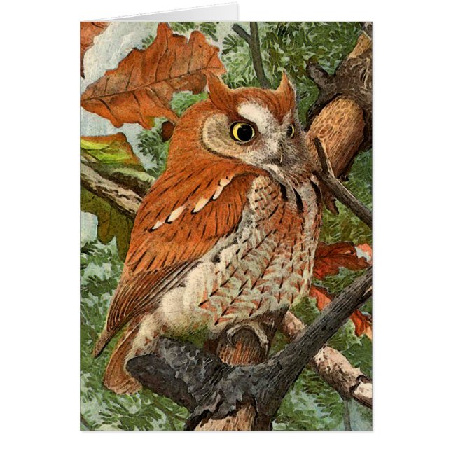 Screechuggla (bruntet arrangerar gradvis), hälsningskort (Framsidan)