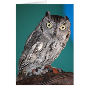 Screechuggla Hälsningskort