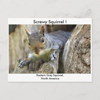 Screwy Squirrel! Vykort