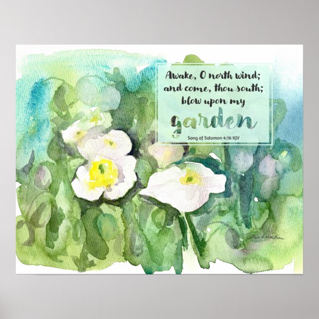Scripture Song of Solomon White Poppies  Poster (Framsidan)