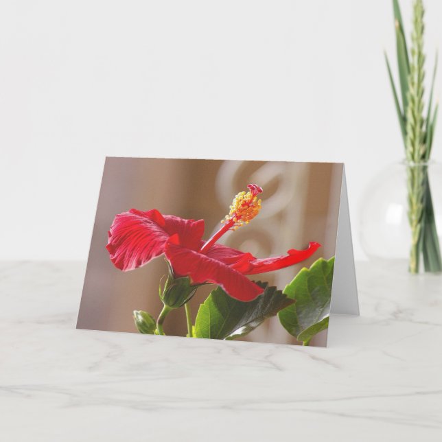 Scrolled Red Hibiscus Kort (Framsida)