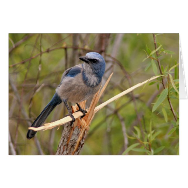 SCrub Jay Hälsningskort (Framsidan Horizontal)