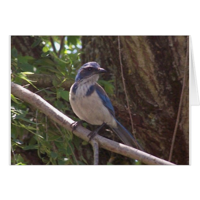 SCrub Jay Hälsningskort (Framsidan Horizontal)