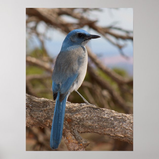SCrub Jay Poster (Framsidan)