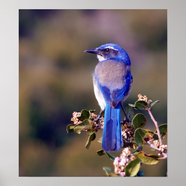 SCrub Jay Poster (Framsidan)