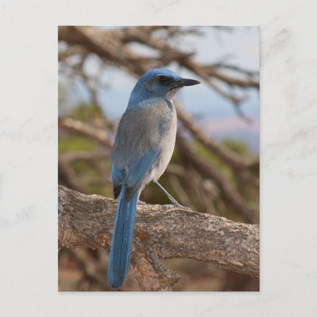 SCrub Jay Vykort (Framsida)