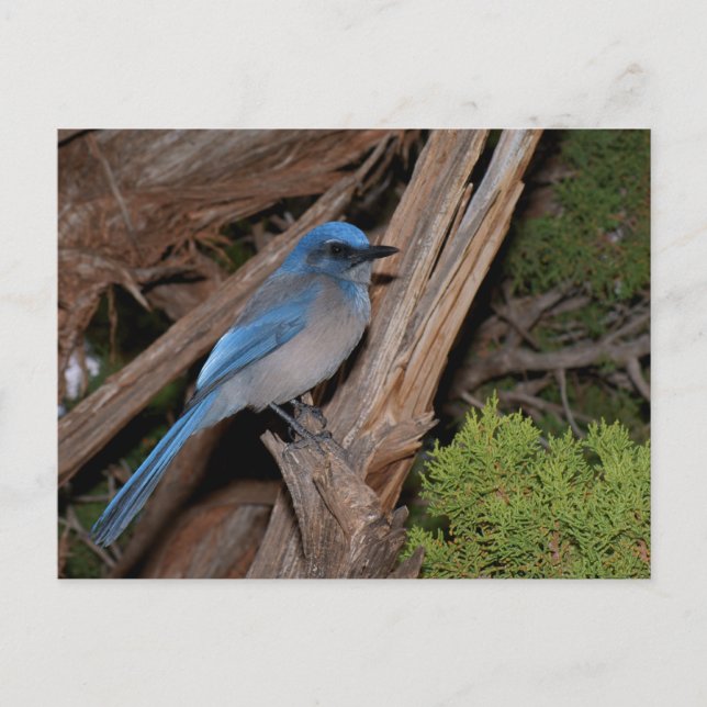 SCrub Jay Vykort (Framsida)