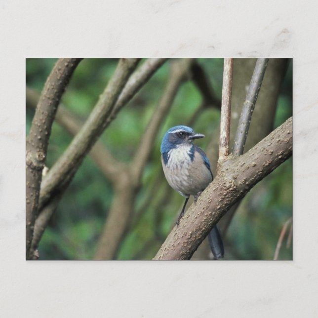 SCrub Jay, Western Vykort (Framsida)