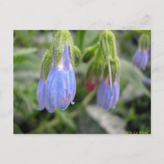 Scutellaire à fleurs latérales vykort