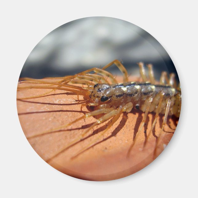 Scutigera Coleoptrata Magnet (Framsidan)