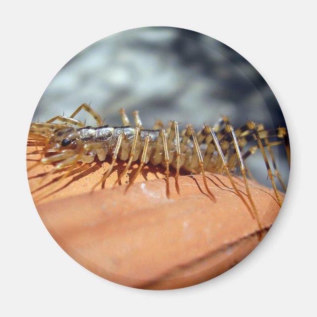 Scutigera Coleoptrata Magnet (Framsidan)