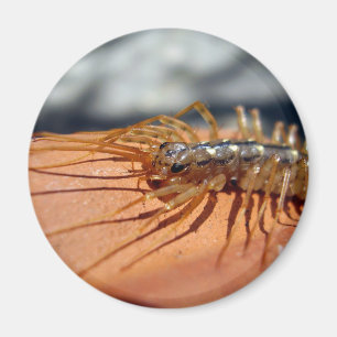 ScutigeraColeoptrata magnet