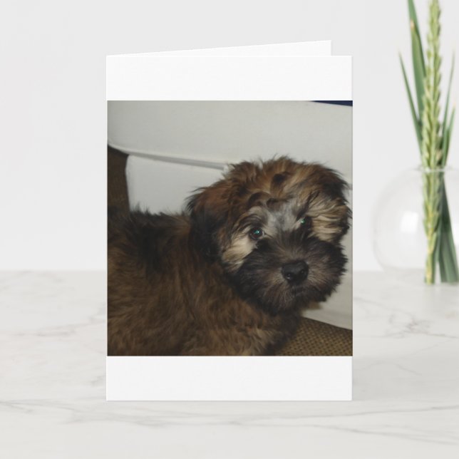 SCWT-valp Kort (Framsida)