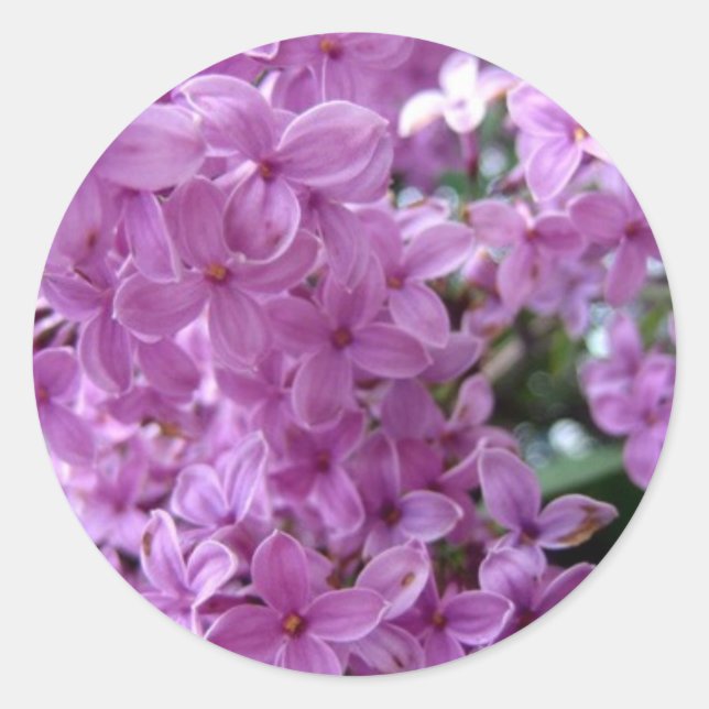 Sdlilac Runt Klistermärke (Framsida)