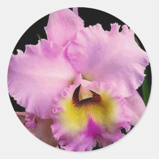 Sdorquidea Runt Klistermärke