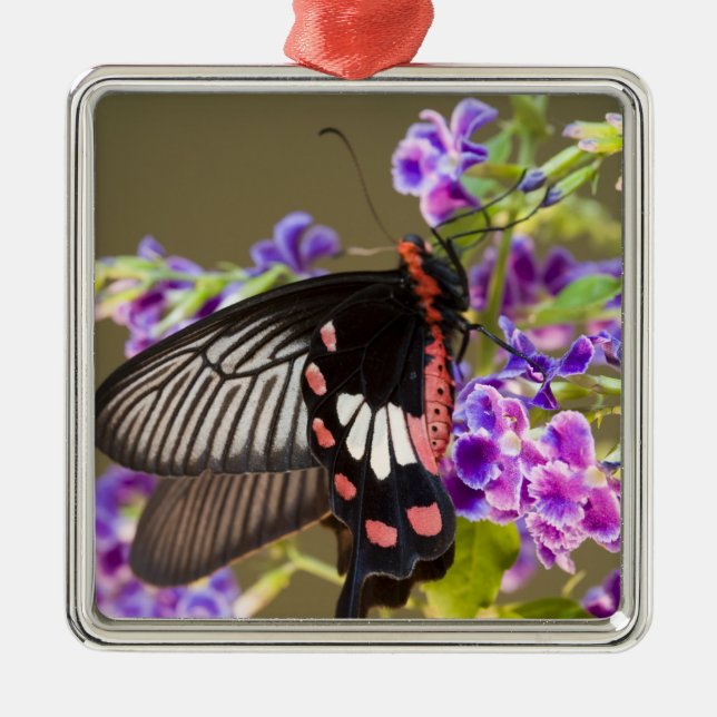 SE Asien, Thailand, Doi Inthanon, Papilio Julgransprydnad Metall (Framsidan)