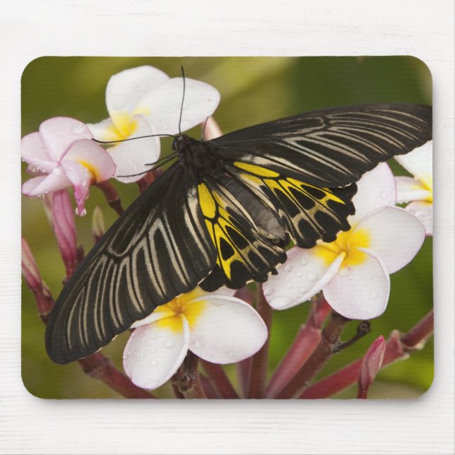 SE Asien, Thailand, Khon Kaen Musmatta (Framsidan)