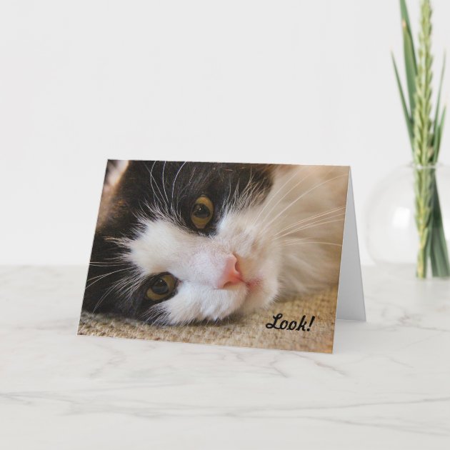 Se! Denna katt önskar en grattis på födelsedagen! Kort  Zazzle.se