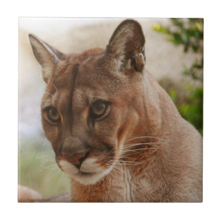 Se det ansikte kakelplatta