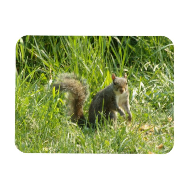 Se dig ekorre Flexible Magnet (Horisontell)
