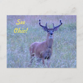 Se Ohio! (Whitetail Buck) vykort