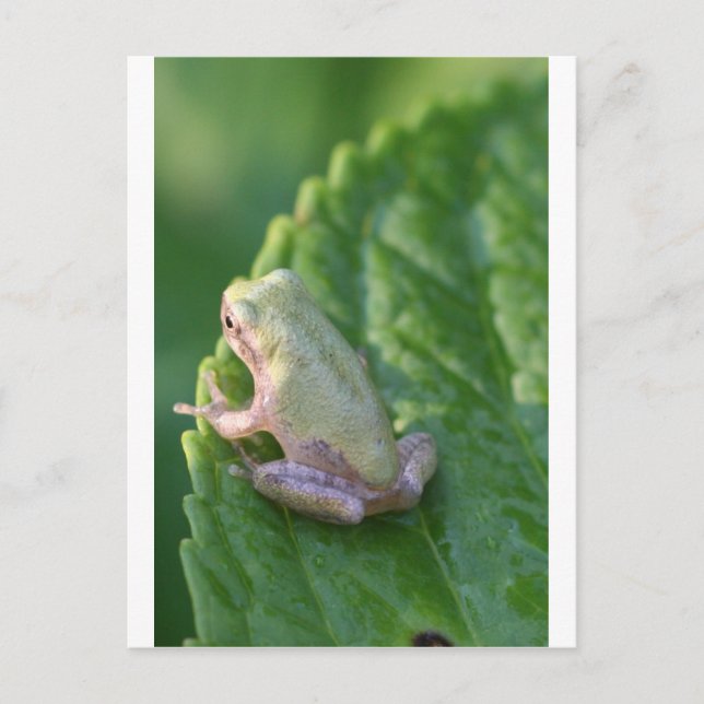 Se solnedgången vykort (Framsida)