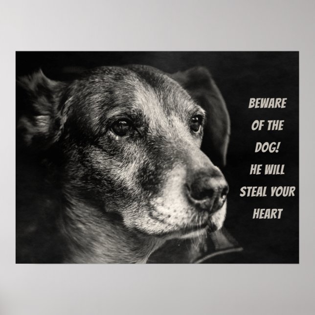 Se upp med hund, anpassningsbarnas husfoto poster (Framsidan)