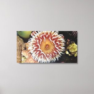Sea Anemone Canvastryck