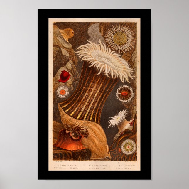 Sea Anemone Färg Marine Life Skriv ut Poster (Framsidan)