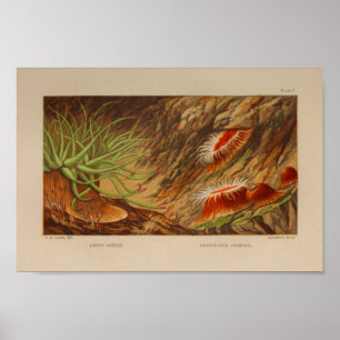 Sea Anemone Ocean Animals Färg Art Print Poster