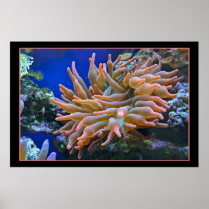 Sea Anemone Poster