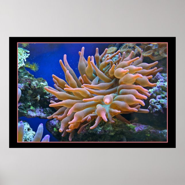 Sea Anemone Poster (Framsidan)