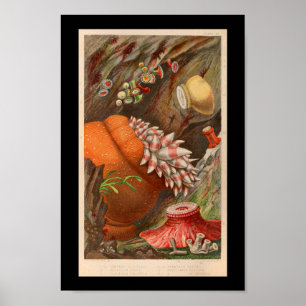 Sea Anemone Red Marine Life Skriv ut Poster