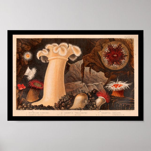 Sea Anemone Vintage Marine Life Art print Poster (Framsidan)