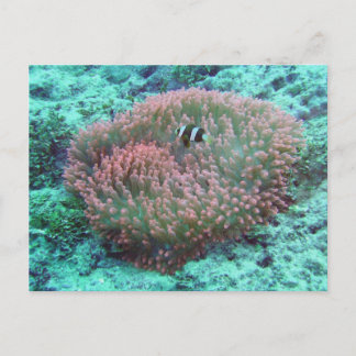 Sea Anemone Vykort