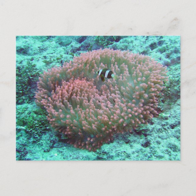 Sea Anemone Vykort (Framsida)