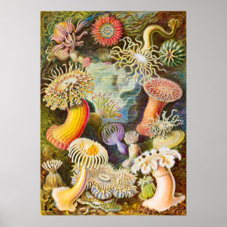 Sea Anemones, 1904 av Haeckel Poster