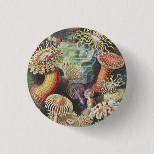 Sea Anemones, Actiniae Seeanemonen Ernst Haeckel Knapp