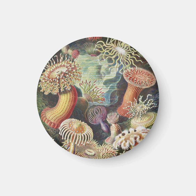 Sea Anemones, Actiniae Seeanemonen Ernst Haeckel Magnet (Framsidan)